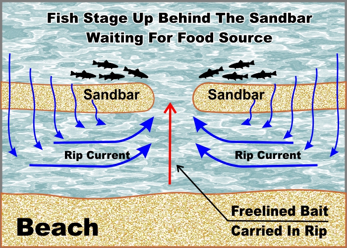 Why Would Anyone Want A Baitfeeder For Surf Fishing? – Teach Me Surf Fishing