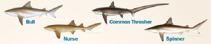 Five Sharks You Can Keep