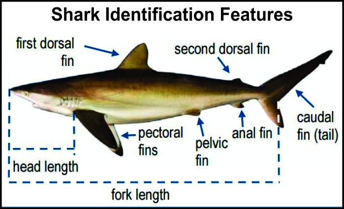 Shark Identification Features